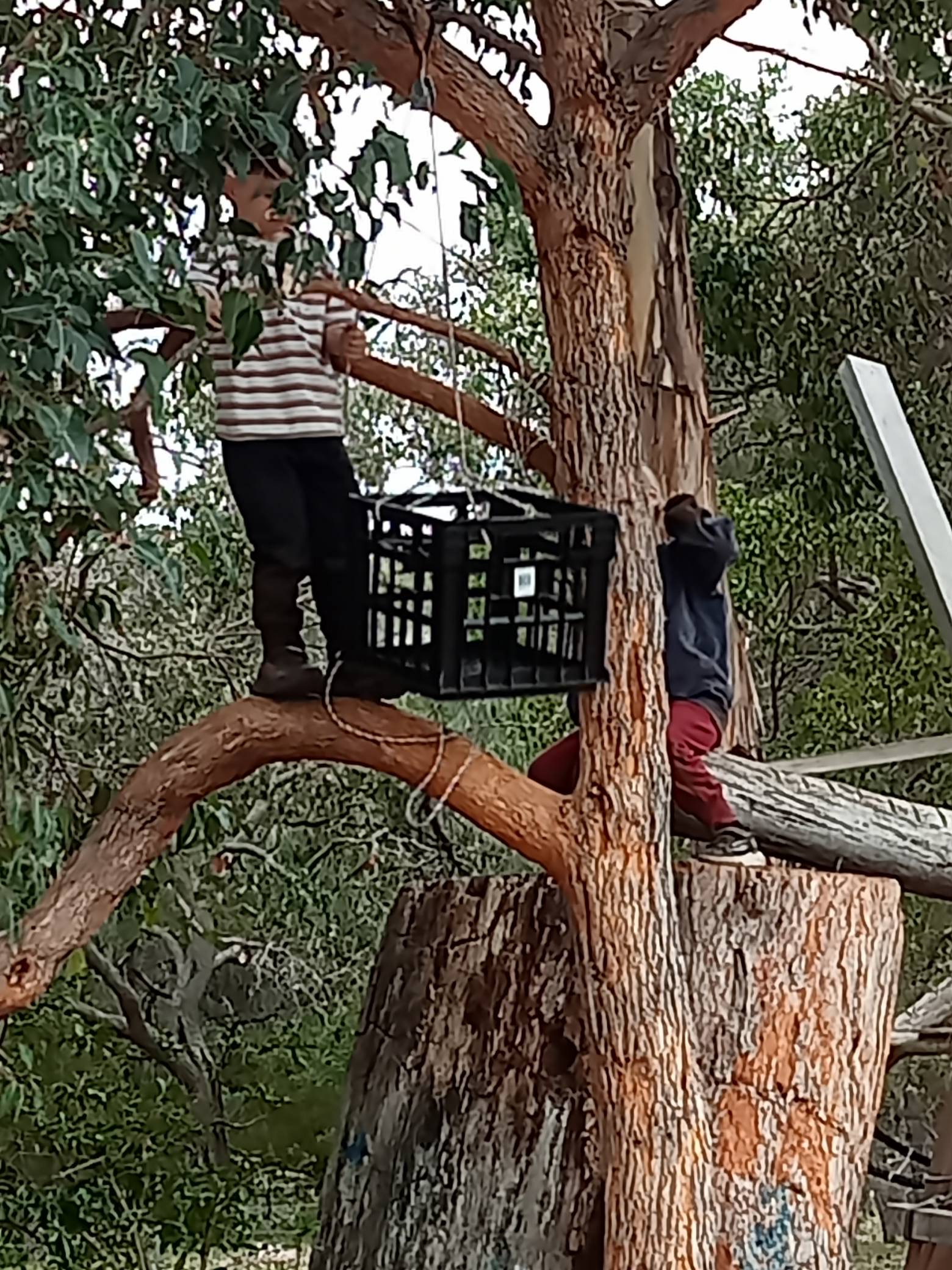 Child climbing high in a eucalyptus tree