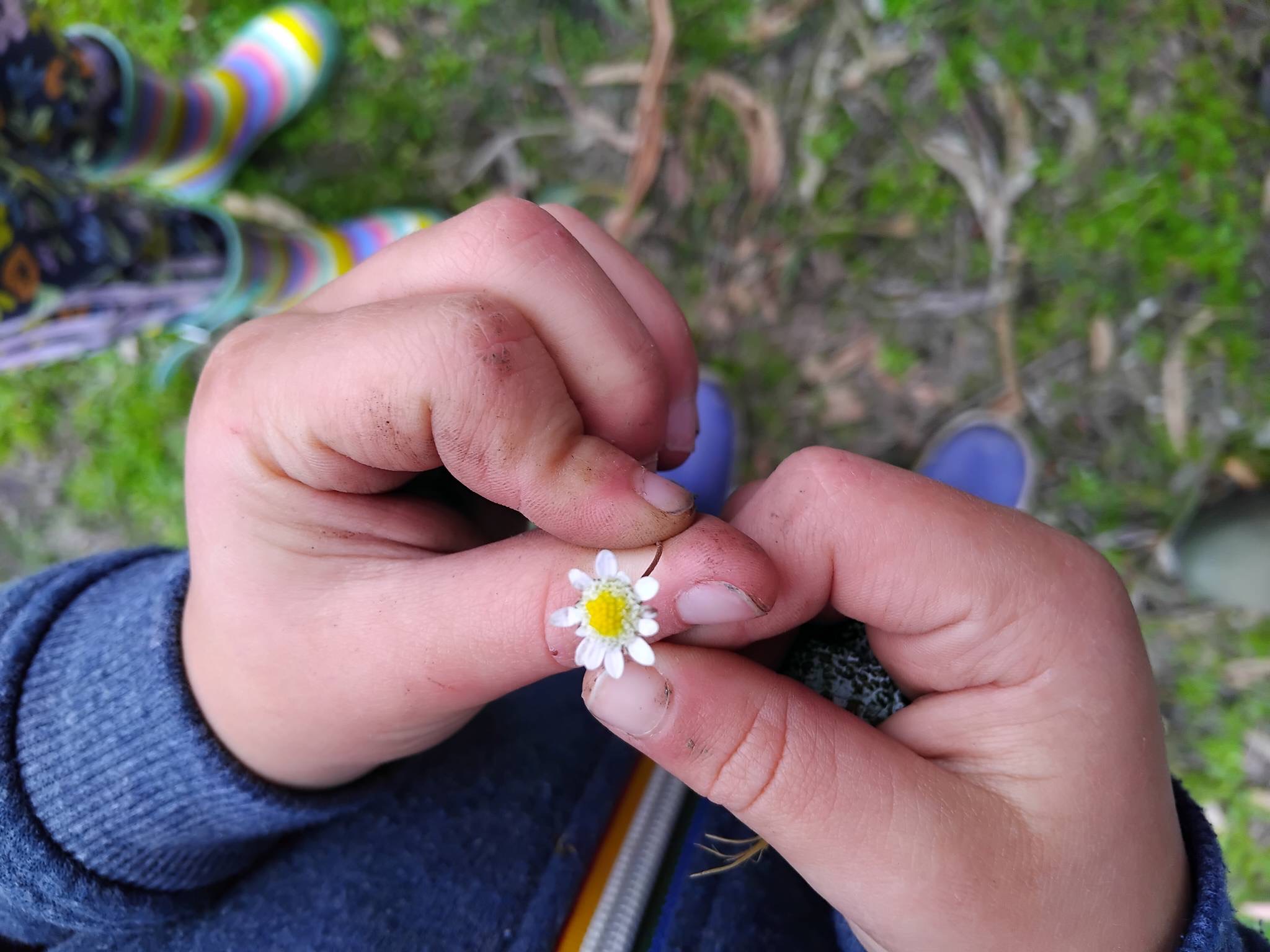 Child's hands holding a tiny daisy